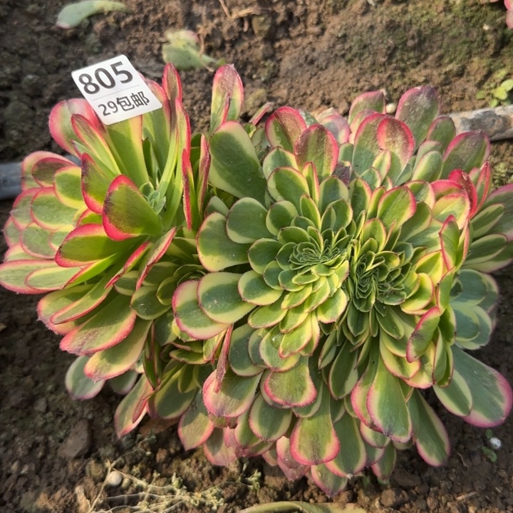 奶白缀……多肉植物……