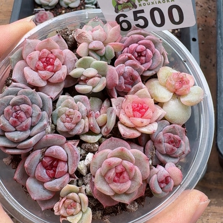 多肉植物多肉植物