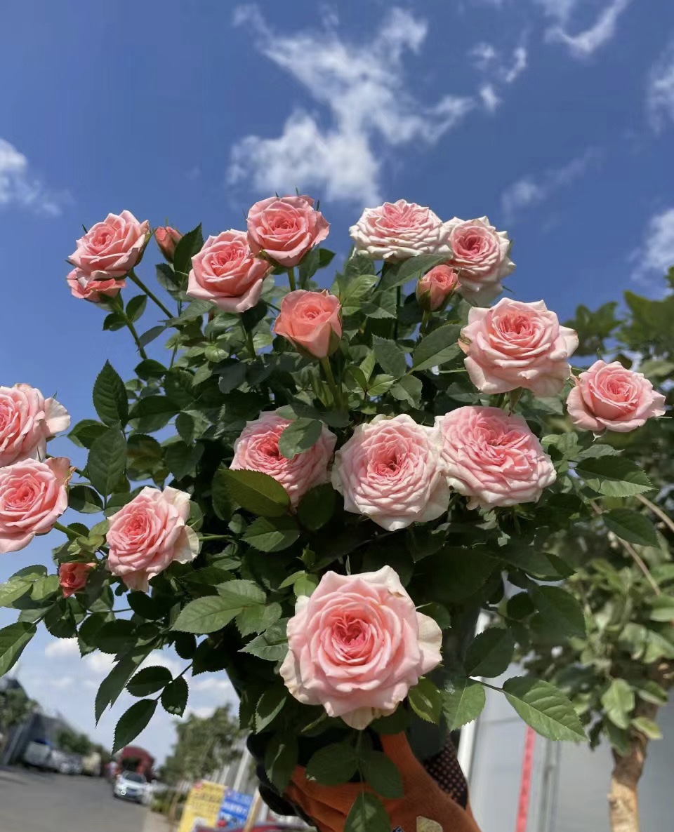 【仙度瑞拉】月季四季开花庭院地栽绿植简单新手易养活