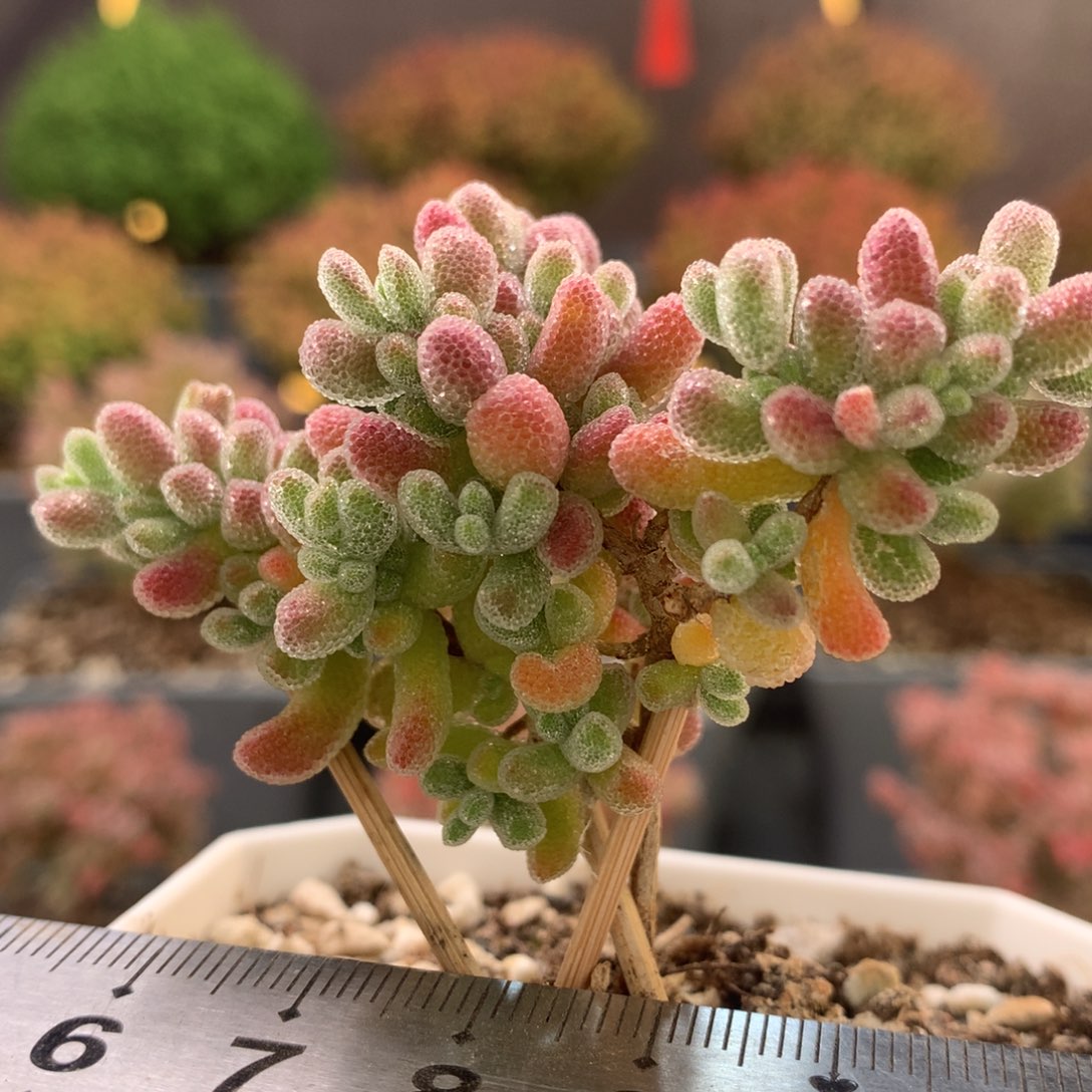 346冰晶枝干番杏