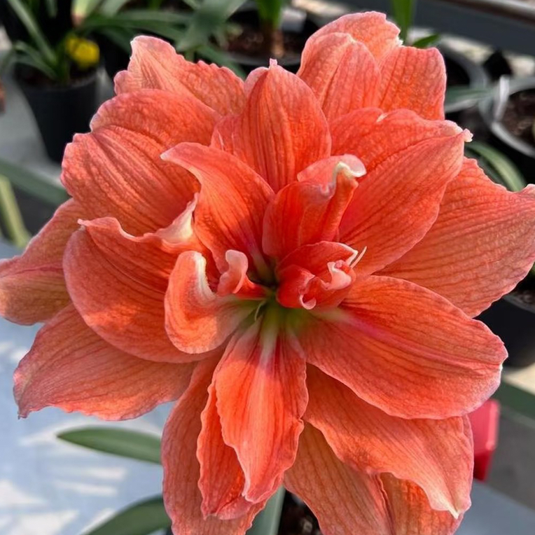 【帝卡珊瑚】秘鲁重瓣朱顶红种球大球四季开花好养活室内外盆栽花卉