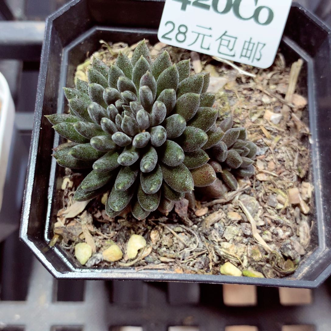 5厘米盆精控多肉420