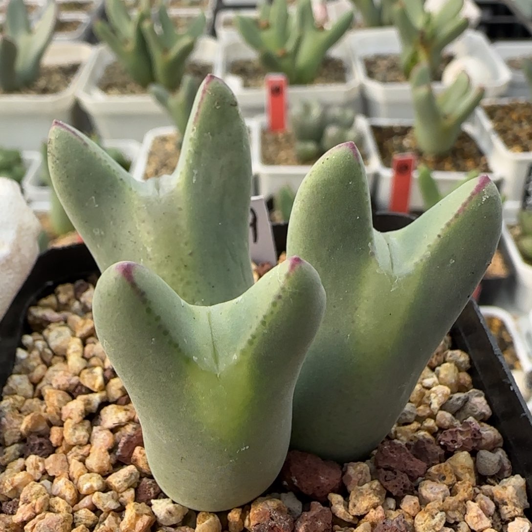 A***郭1-3-当天满38包邮大眼嘟嘟嘴矮胖毛皮卡丘脱土