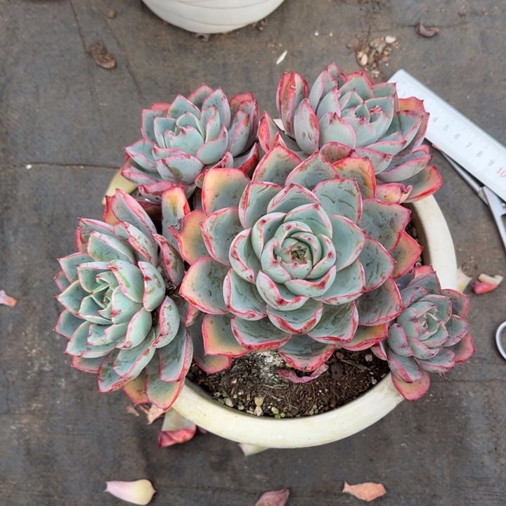 赫拉多肉植物8 5 6