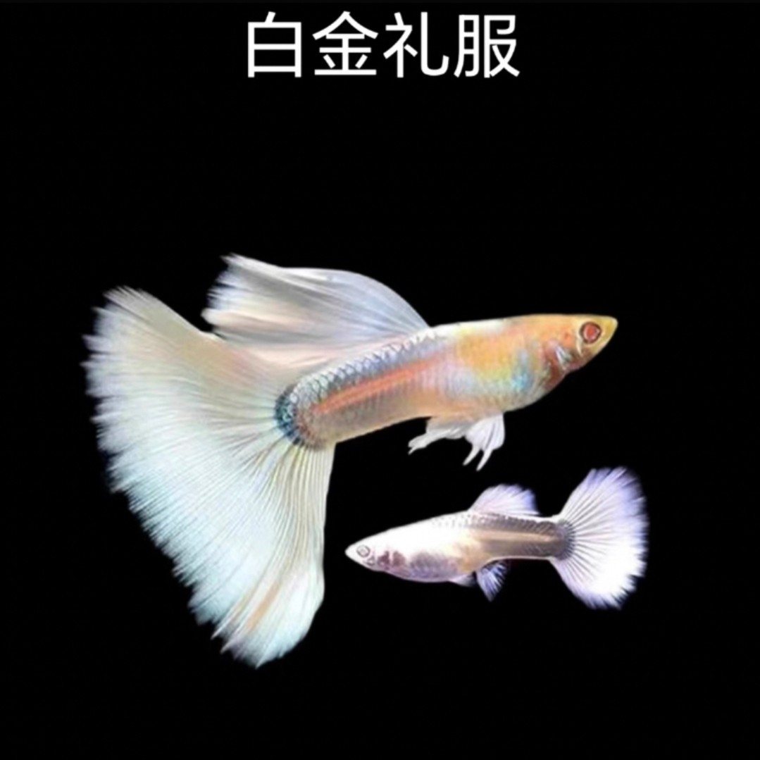 精品观赏鱼大尾基因白金礼服孔雀鱼(入缸后不包损)