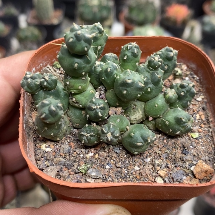 骑兵团扇特价福利2