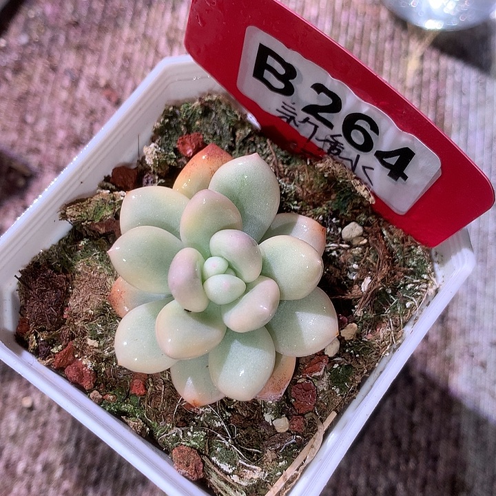 新香水覆轮锦有根