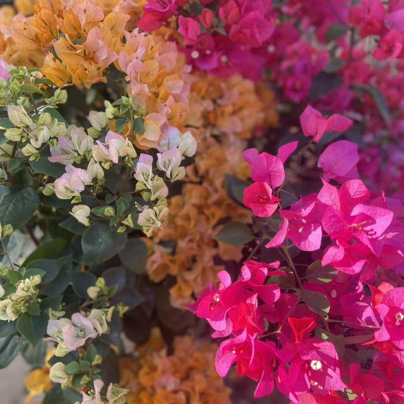 【8.8活动】三角梅勤花品种阳台花卉掉花掉叶介意慎拍