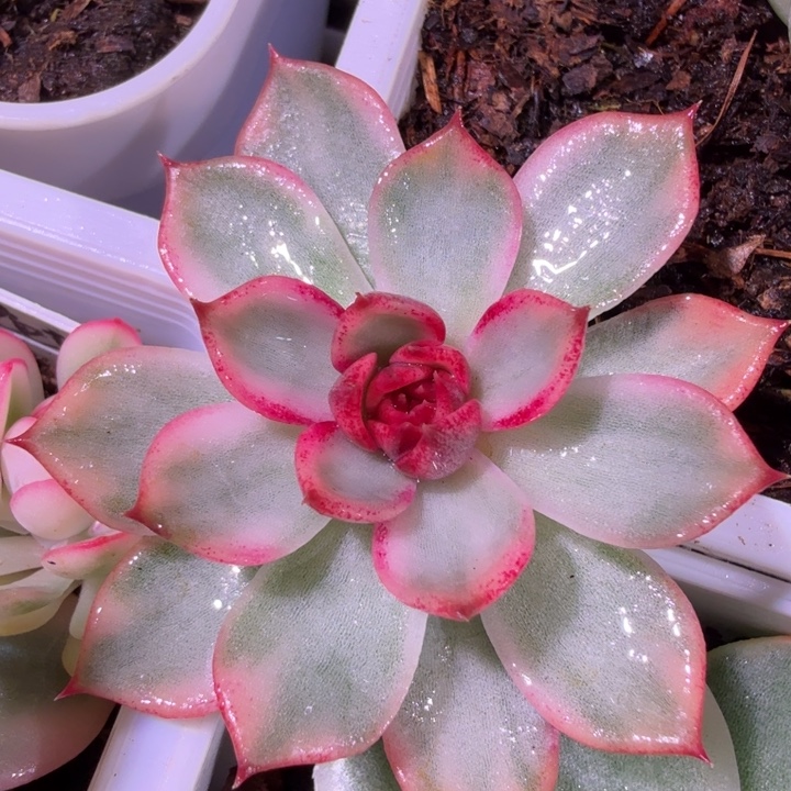 蓝色妖姬锦多肉植物