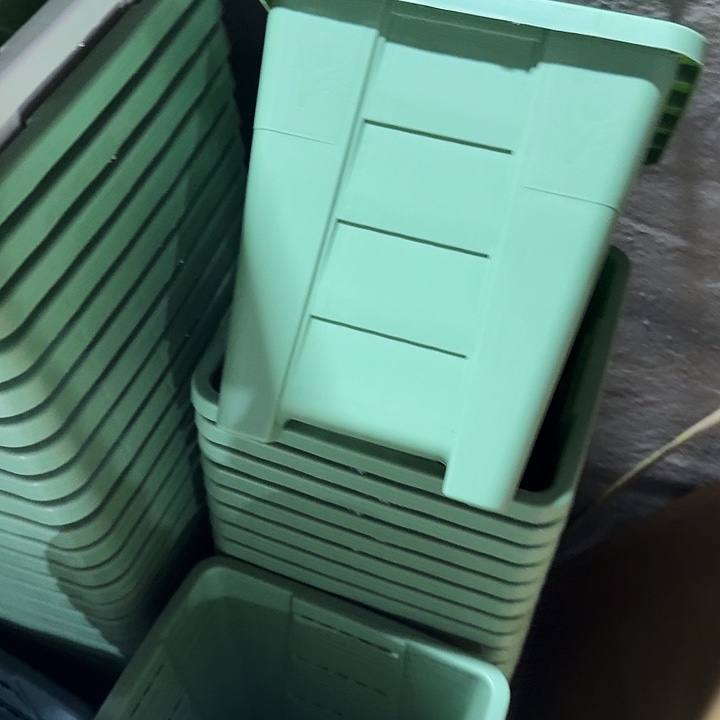 编号303果绿无托6个