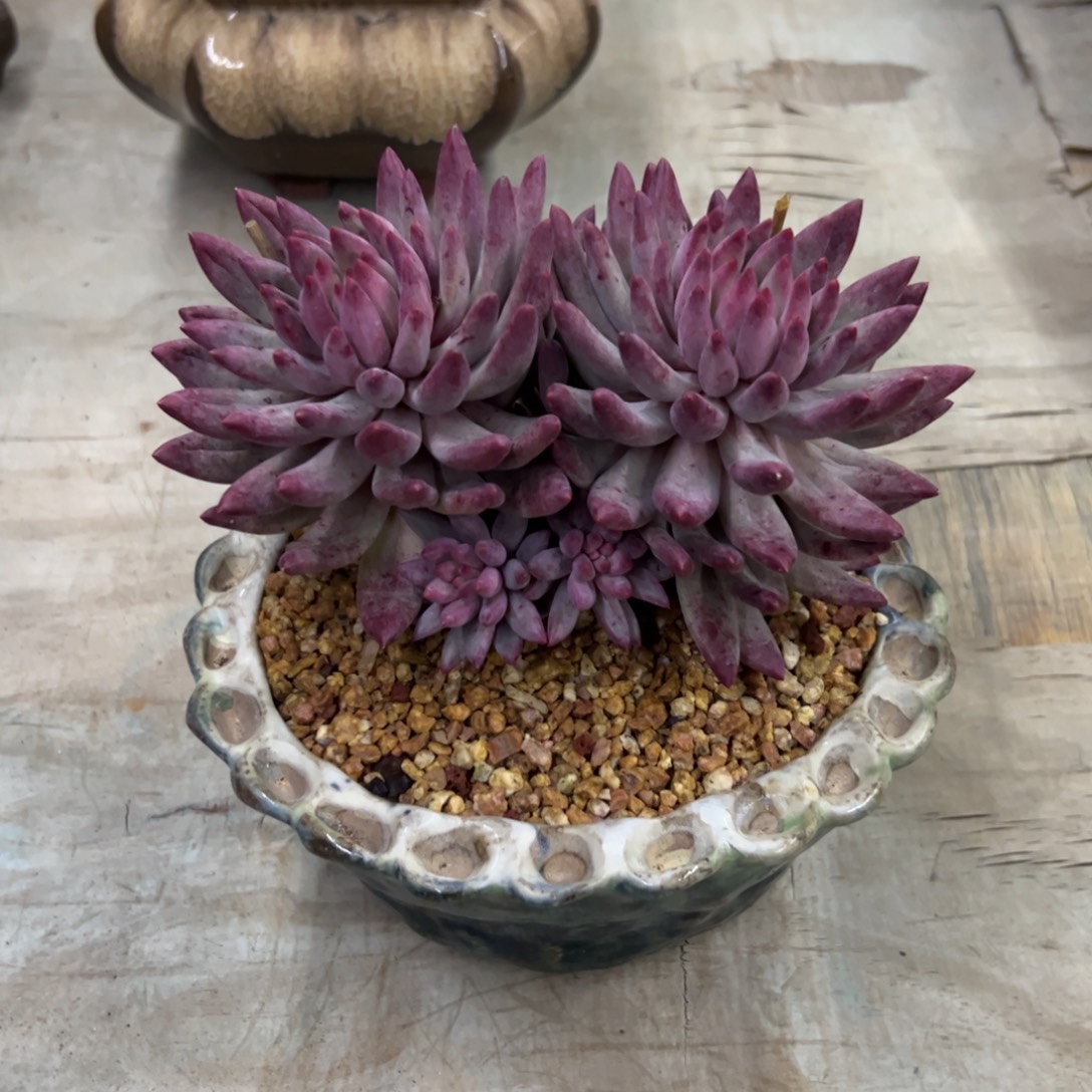 虞美人38 零零多肉植物