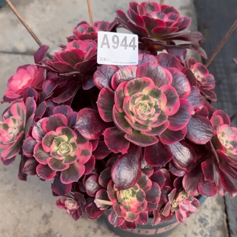 944凤冠25厘米左右