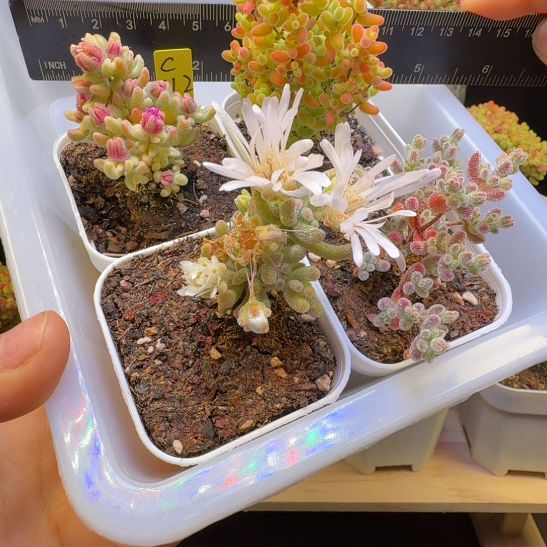 c112号新手福利一组四颗