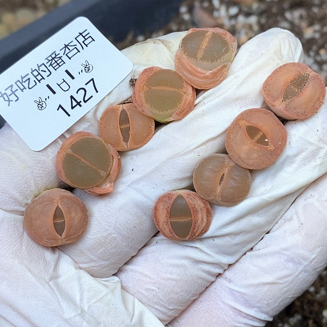 1427。略小。零下拍保温。