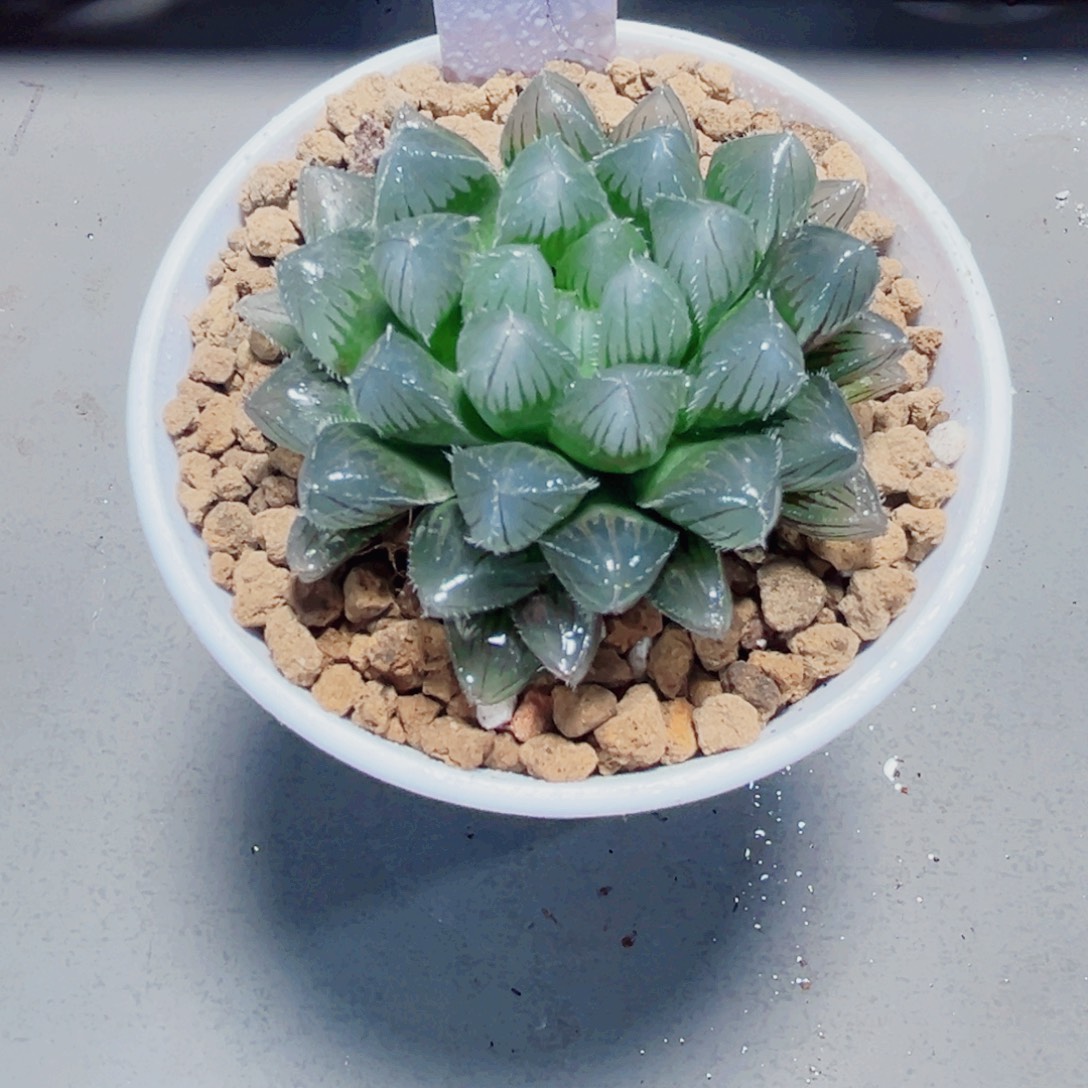 蓝镜玉露多肉植物