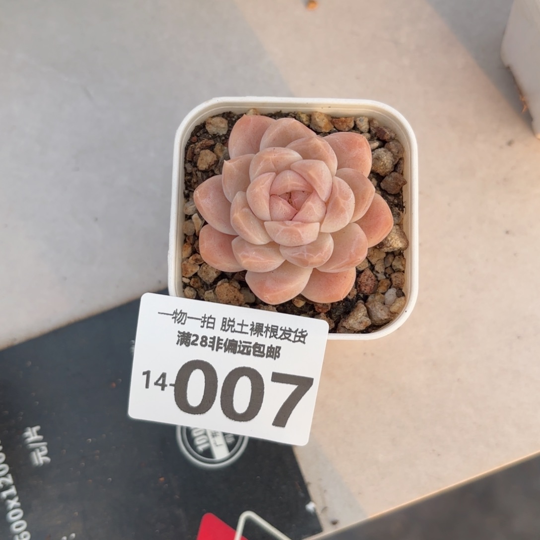 优选珍妮老桩多肉