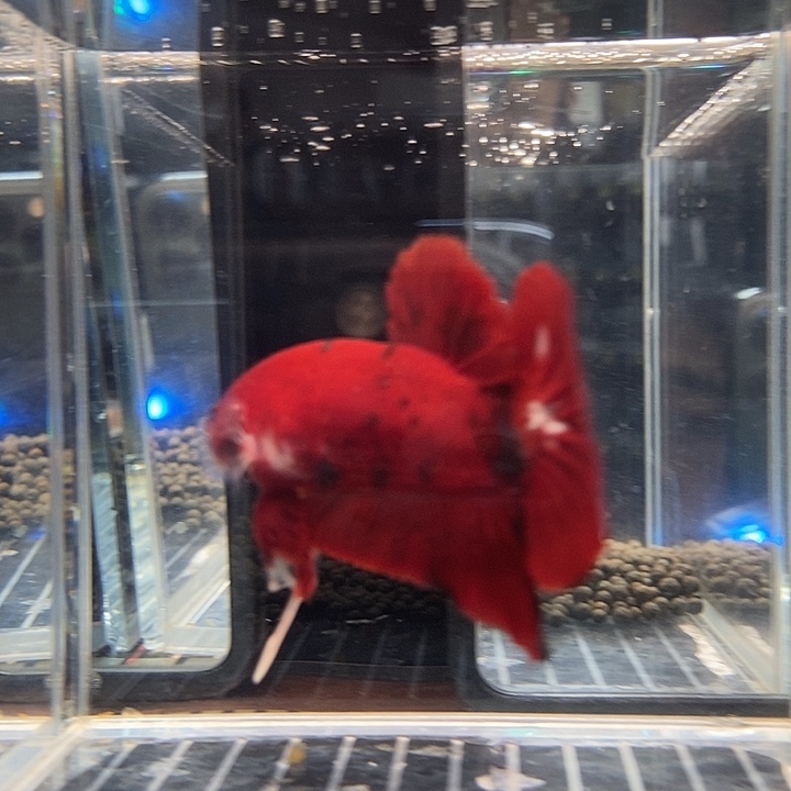 斗鱼黑29号巨斗将军