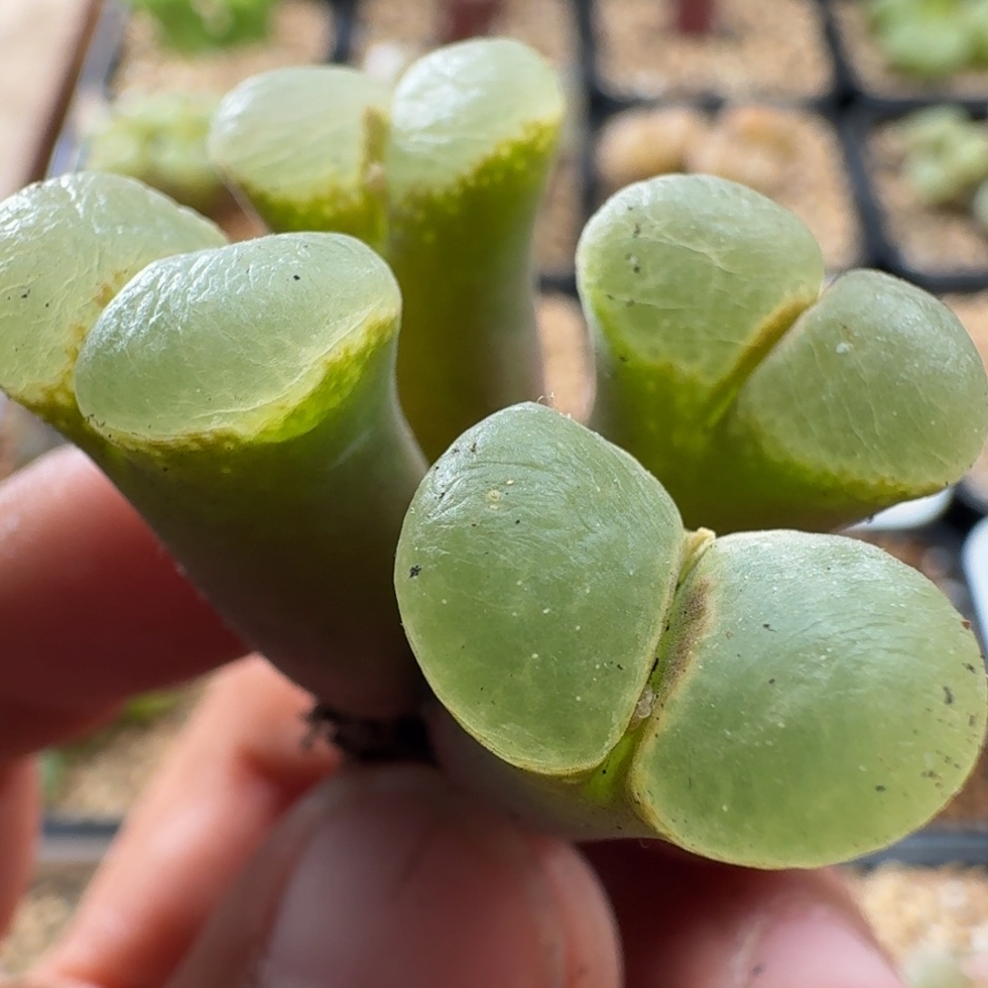 3131星辰风铃于肉锥植物