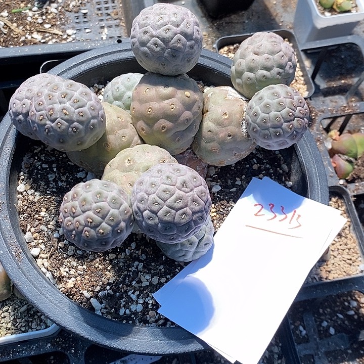 23313。  习志野实生14头。  