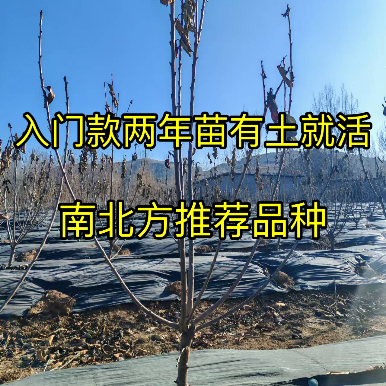 两年大樱桃苗（入门款）