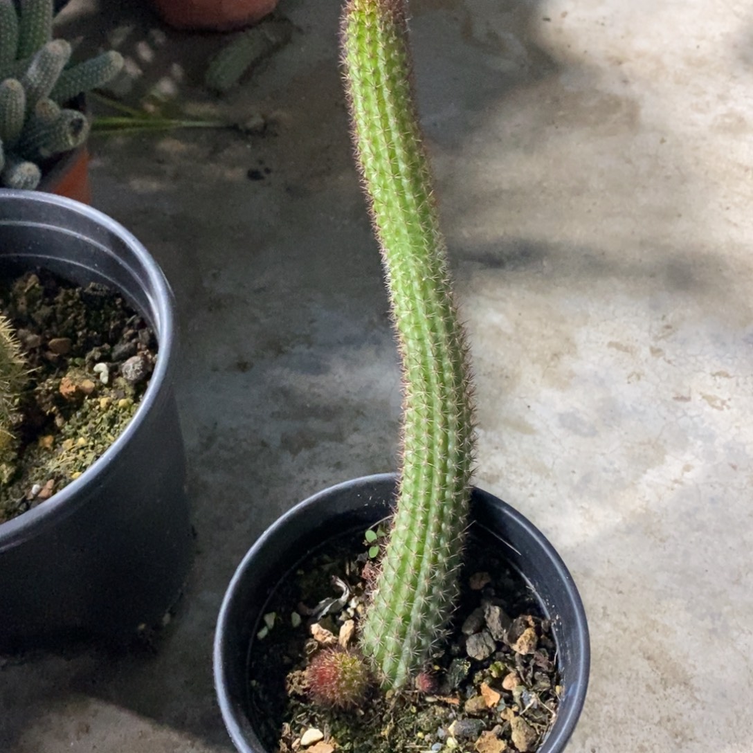 无花朵金妞。                               古。    