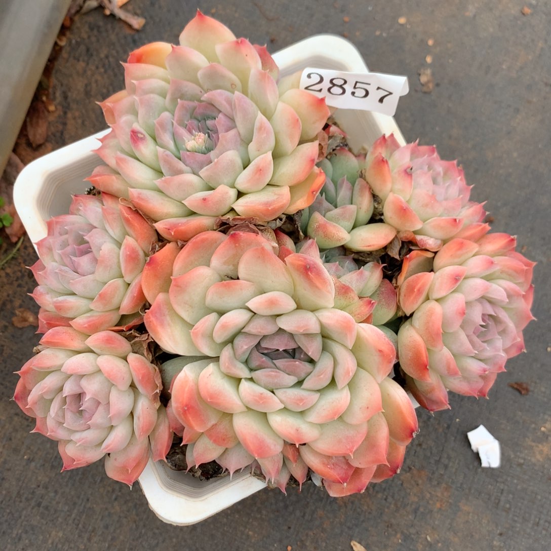 2857杂交多肉老桩