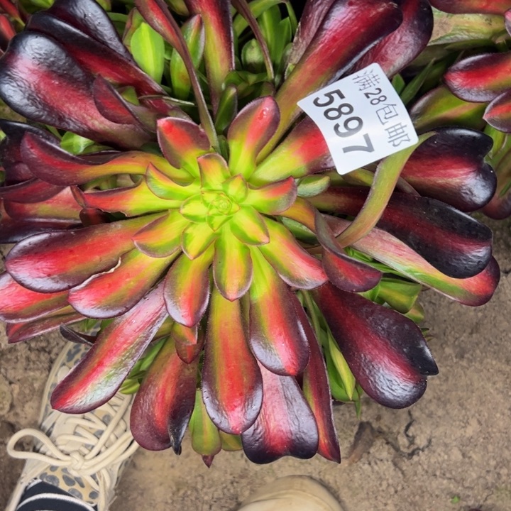 5897南夕阳多肉植物
