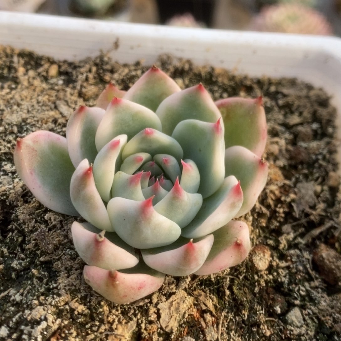 392吉娃娃锦锦锦锦