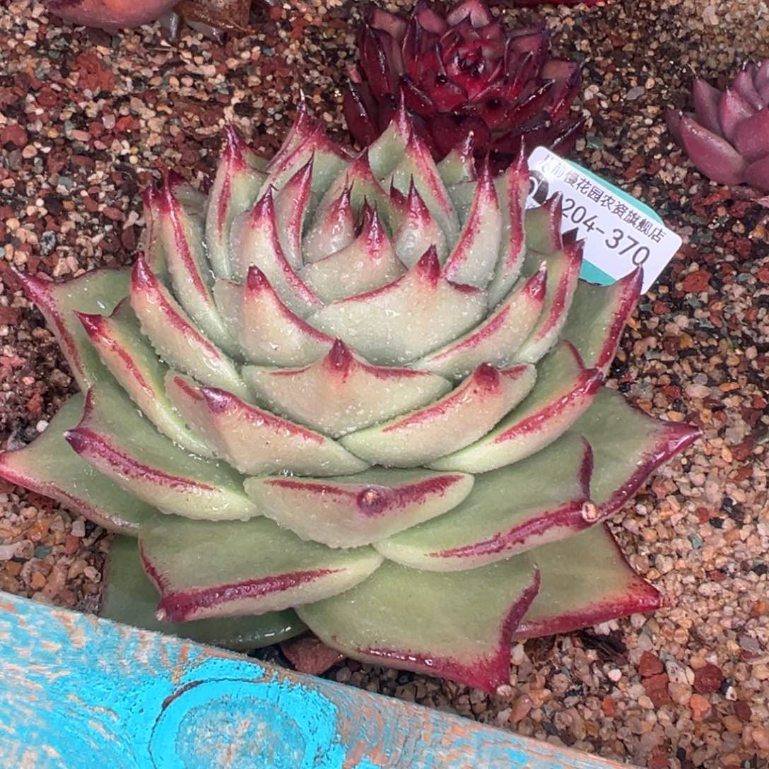 多肉一物一拍0204-370