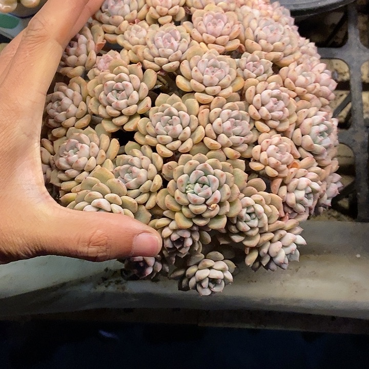 ℒ****多肉植物一物一拍