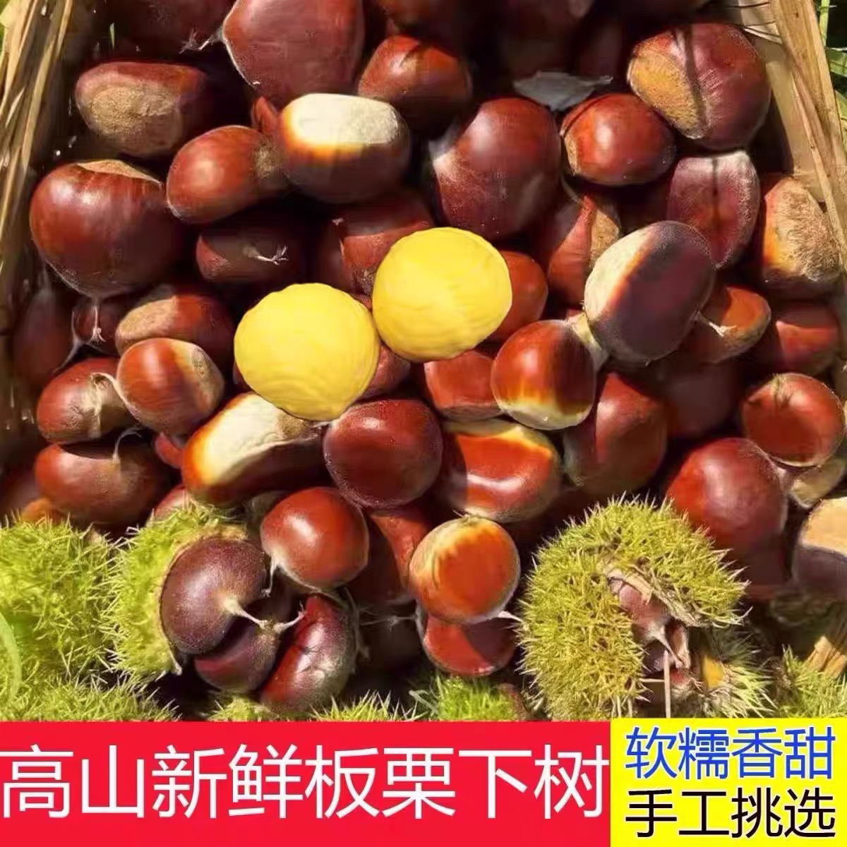 难剥皮湖南老品种野生小板栗高山板栗