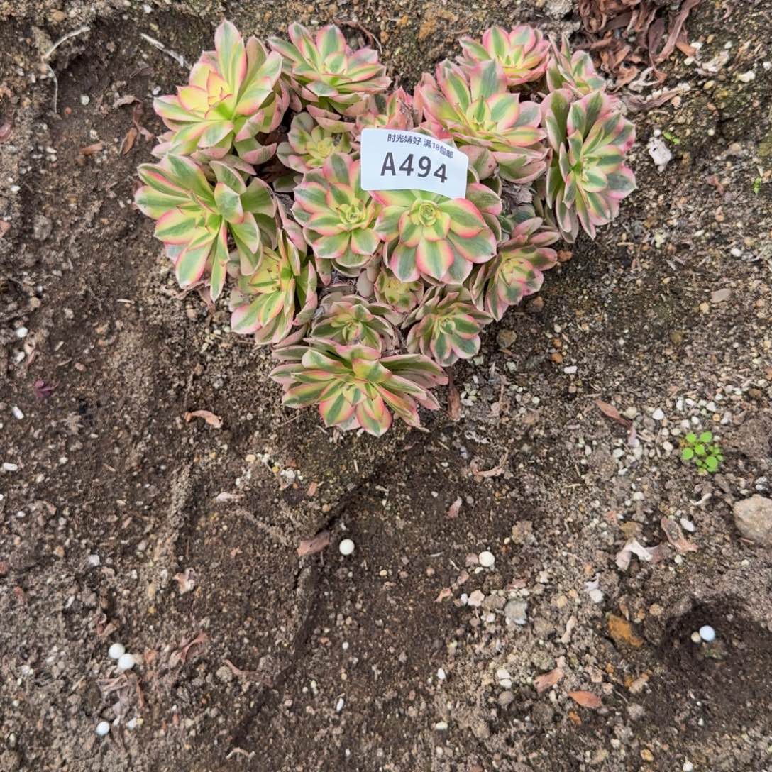 494荔枝。多肉植物