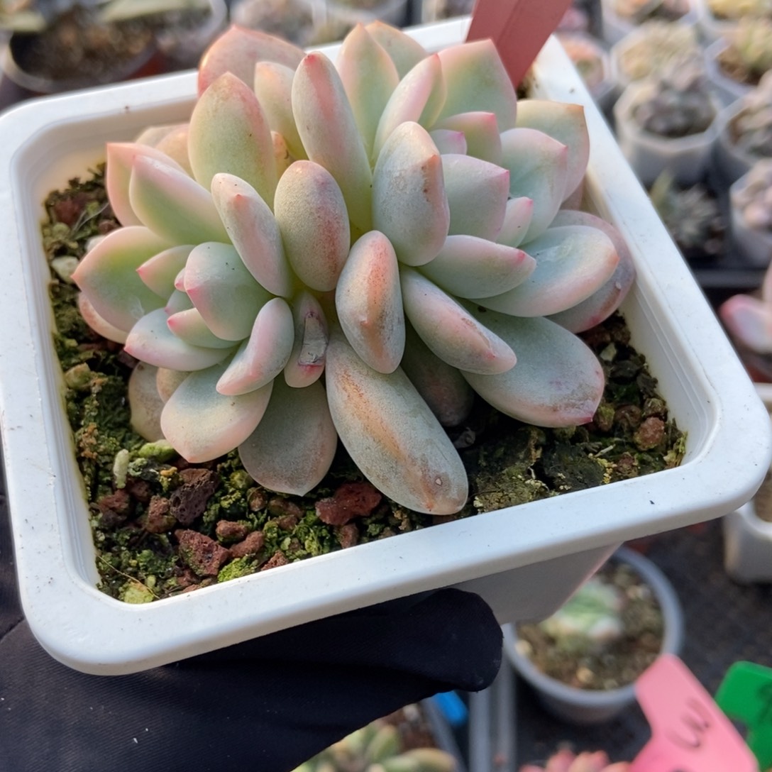656梦露锦多肉植物多肉