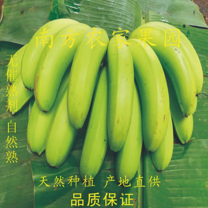 广西山地香蕉 当季新鲜水果 薄皮甜香蕉自然熟现采现发整箱包邮
