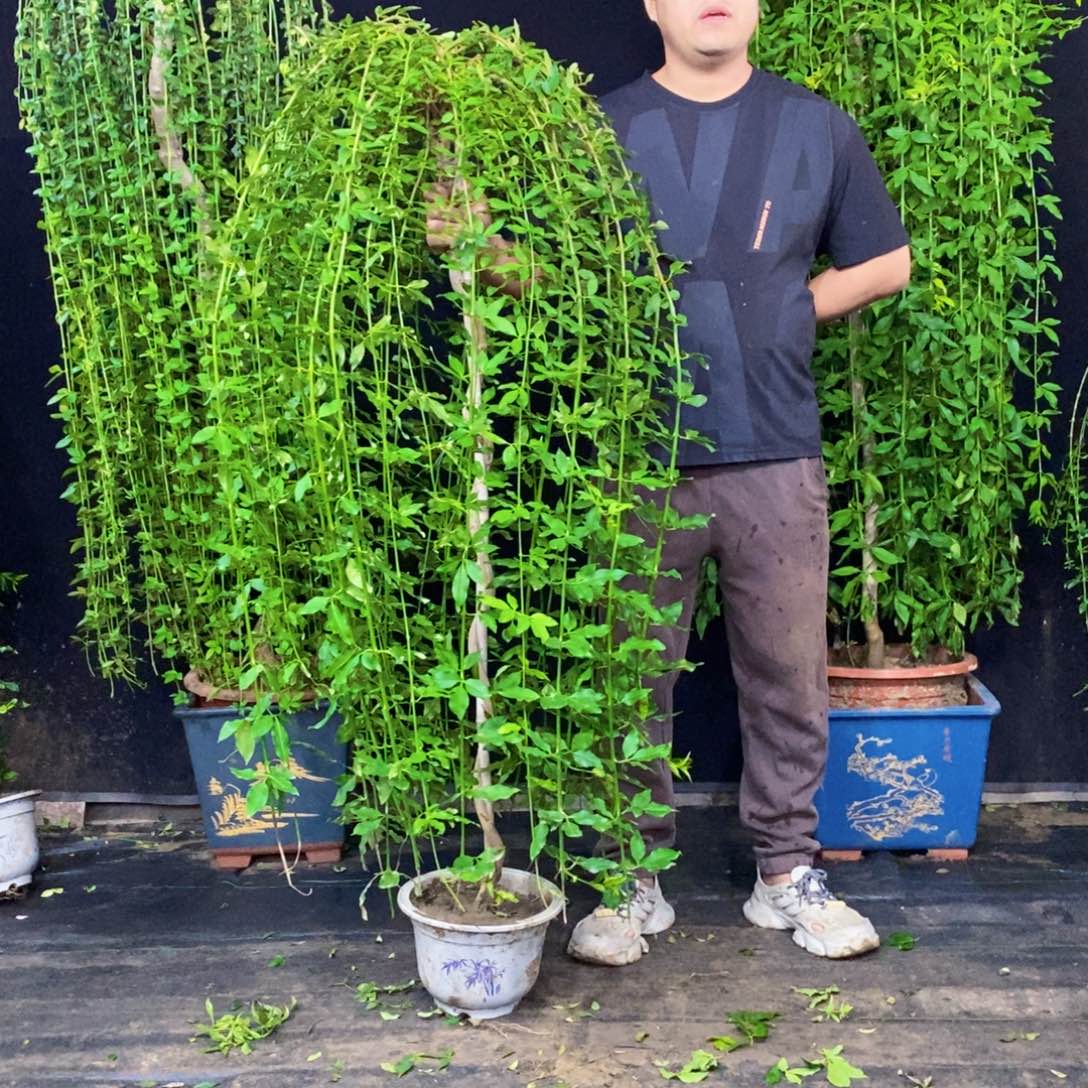 探春花，一物一拍，