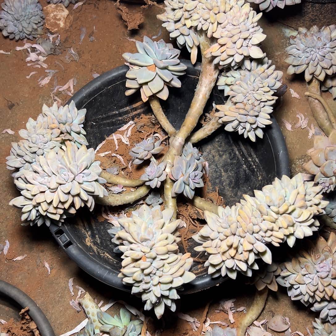 口***R淡雪多肉一物一拍