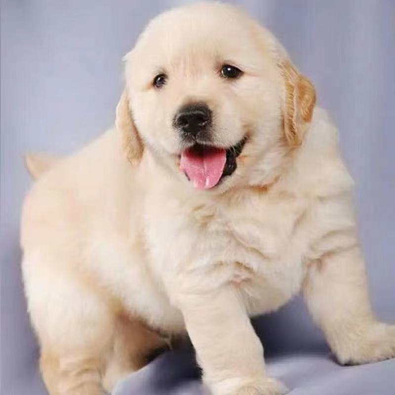 金毛幼犬纯种双血统大骨架拉布拉多幼崽中型宠物狗活体