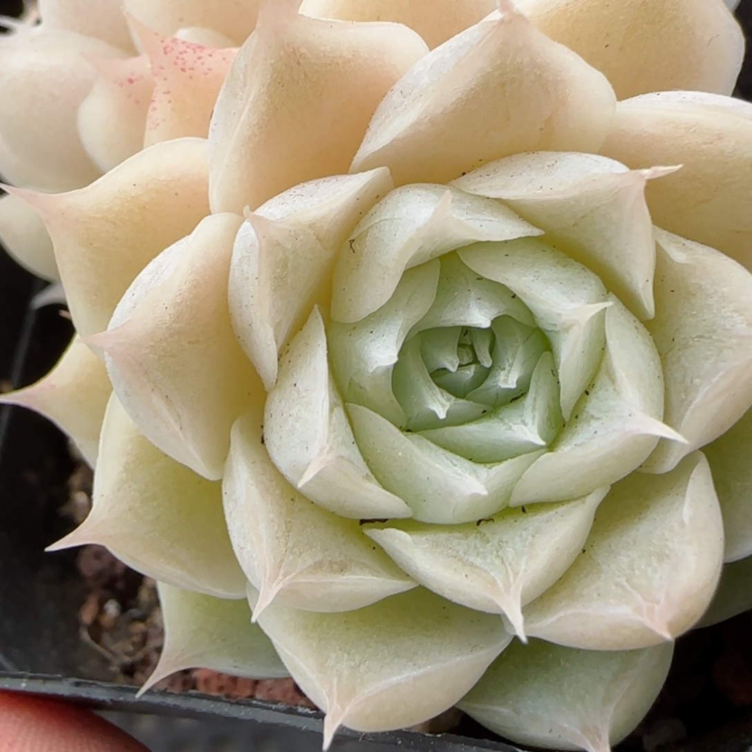 花语逸境0223-402
