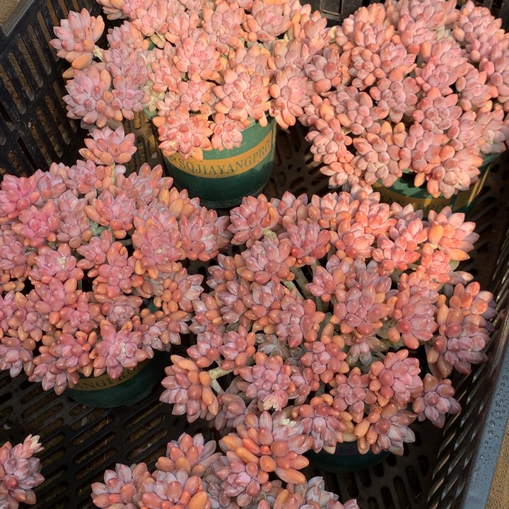 全粉透星戴露多肉植物