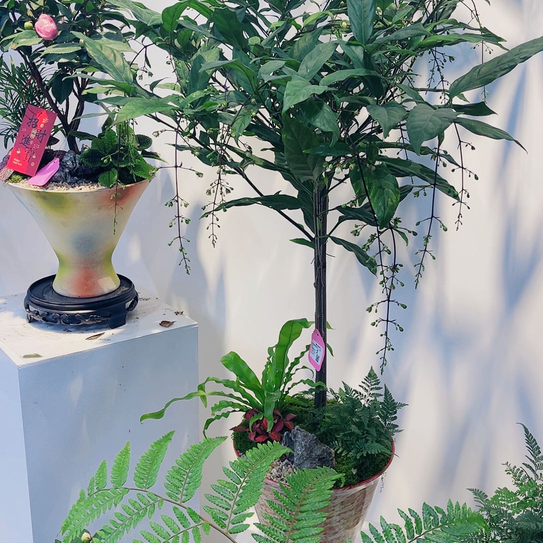 无花朵高端盆景一物一拍