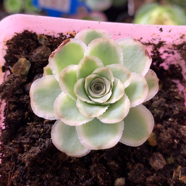 一物一拍星辰秋夕780