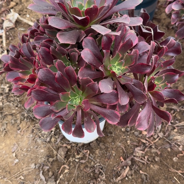 710 清棚处理不包断枝