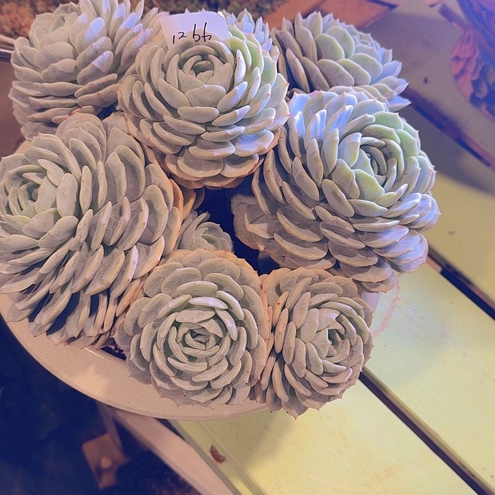 来***张1366劳林多肉植物