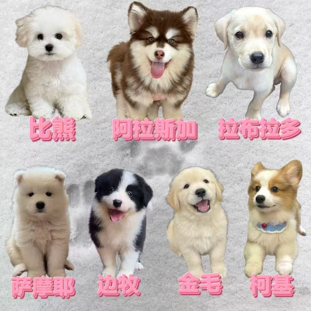 佳怡家全品类狗狗