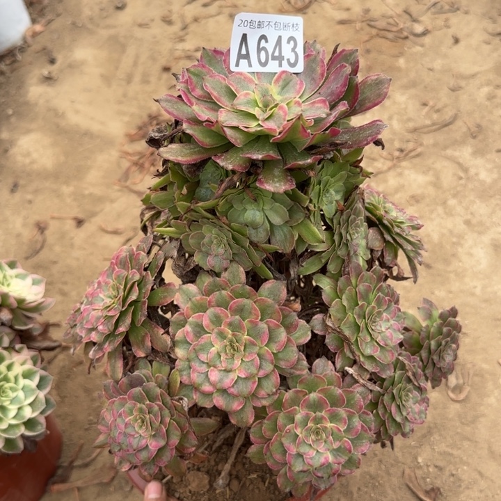 粉霞……多肉植物……