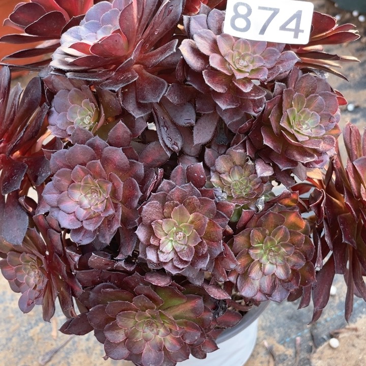 874多肉植物黑铜壶中斑