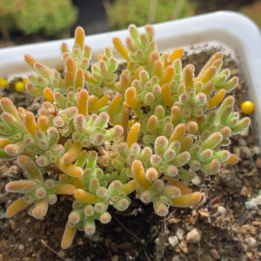 冰晶在枝干番杏A103