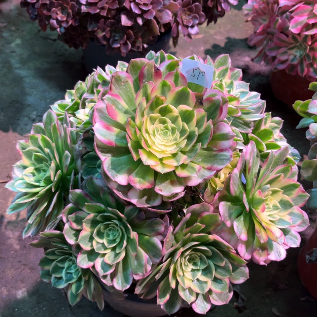 多肉植物海王570