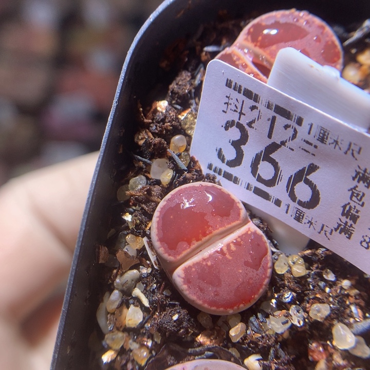 元宵节快乐212.366