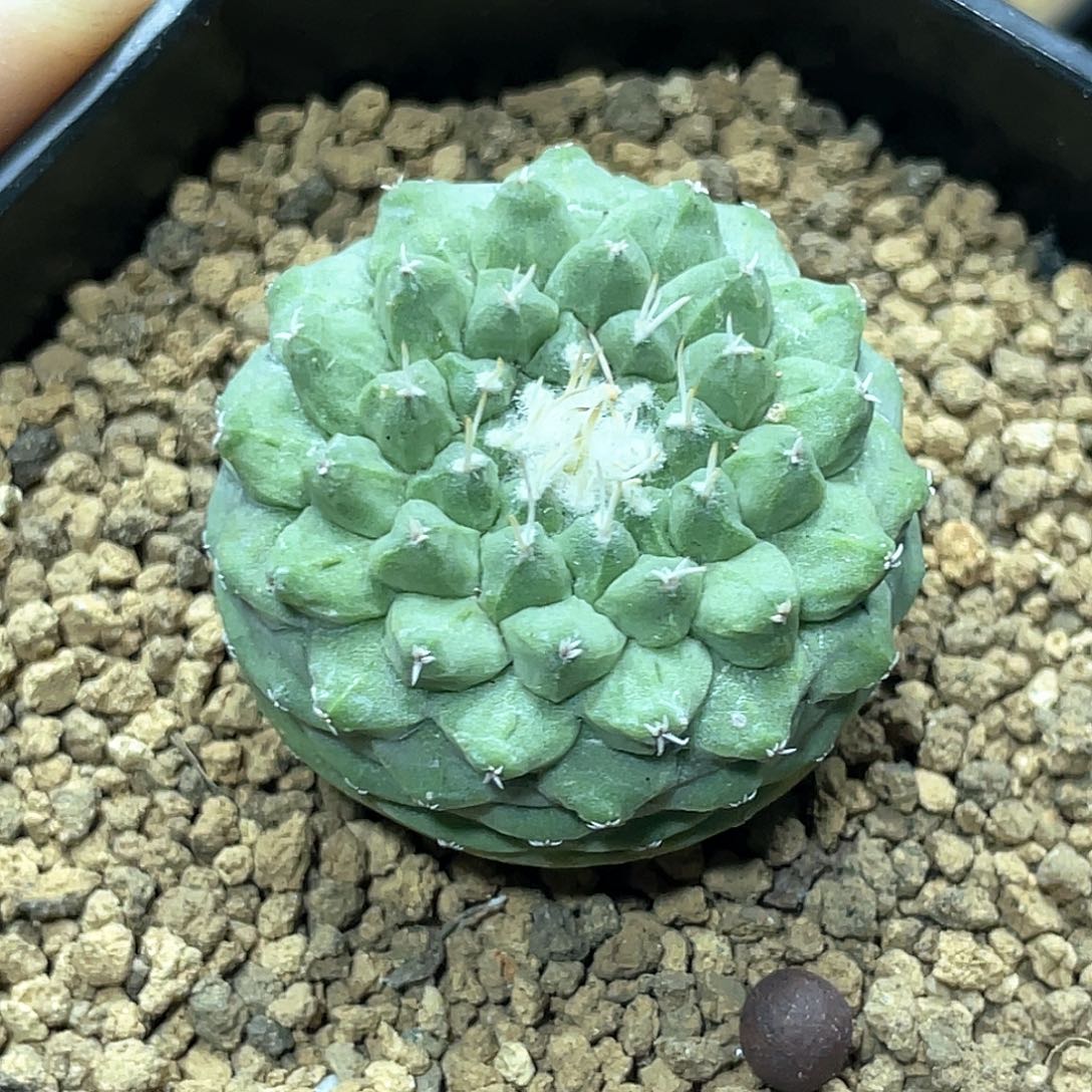 实生根系，大尤菊水